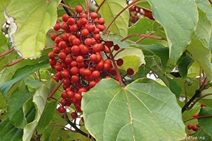 Igiri Tree, (Chinese Wonder) Idesia polycarpa, 150 Tree Seeds (Fast,  Edible, Showy) : Amazon.co.uk: Garden & Outdoors