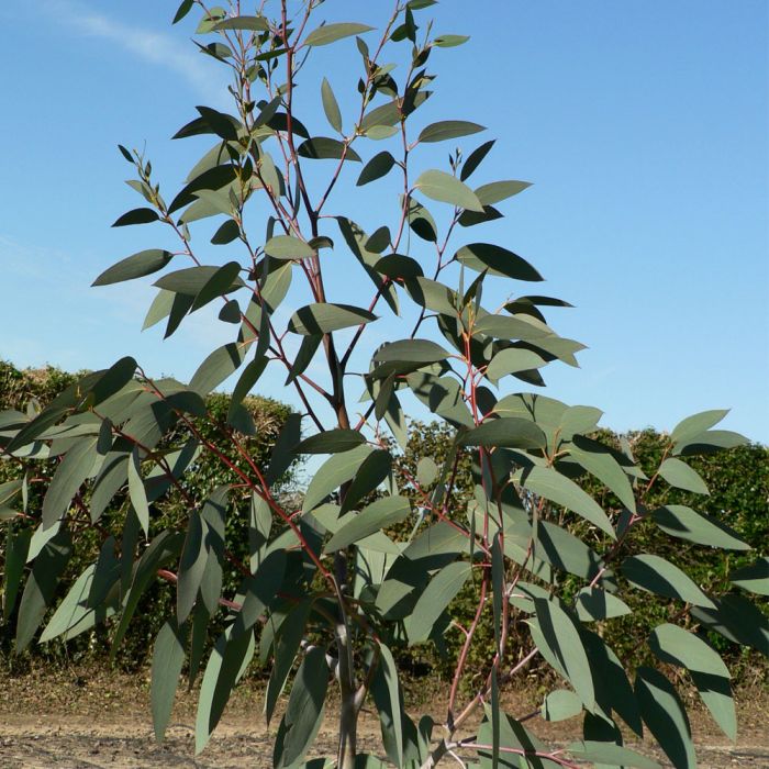 Eucalyptus pauciflora – Snow Gum seed x200 – Ole Lantana's Seed Store