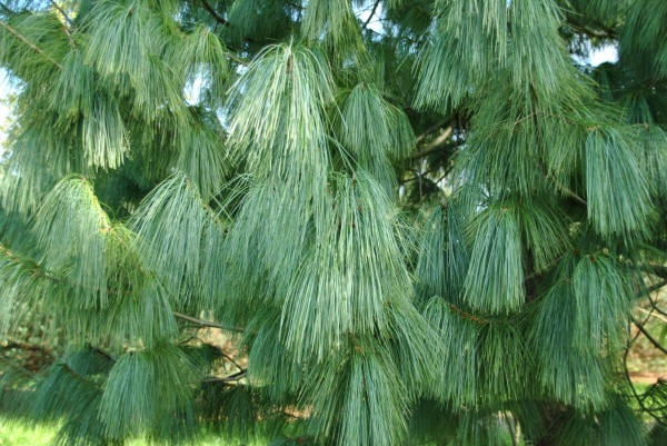 Pinus wallichiana | Himalayan pine, Bhutan pine, Blue pine - Van den Berk  Nurseries