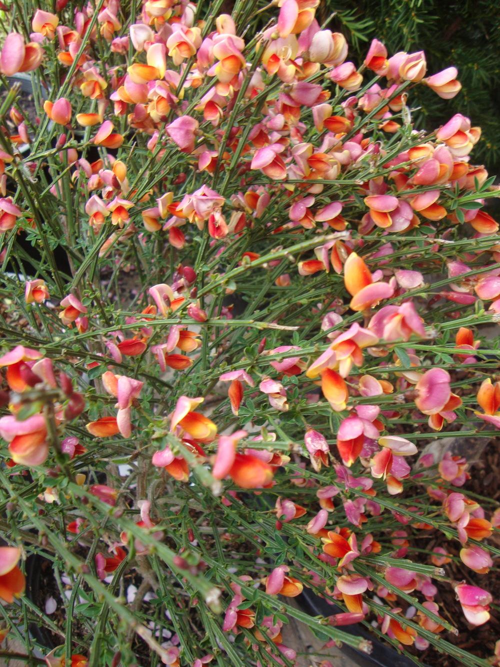 Photo of the bloom of Scotch Broom (Cytisus scoparius 'Burkwoodii') posted  by Paul2032 - Garden.org
