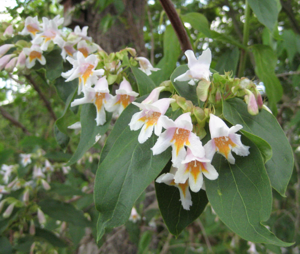 Linnaea dipelta - Wikipedia