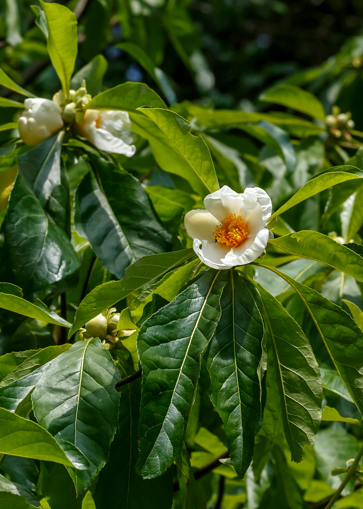Franklinia alatamaha (Franklin tree), flower and foliage | Flickr