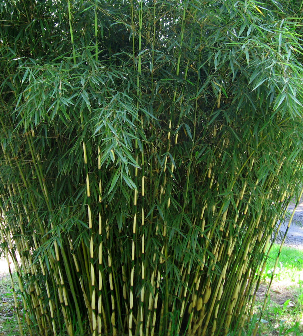 Fargesia robusta 'Campbell' Robusta | Bamboo Garden
