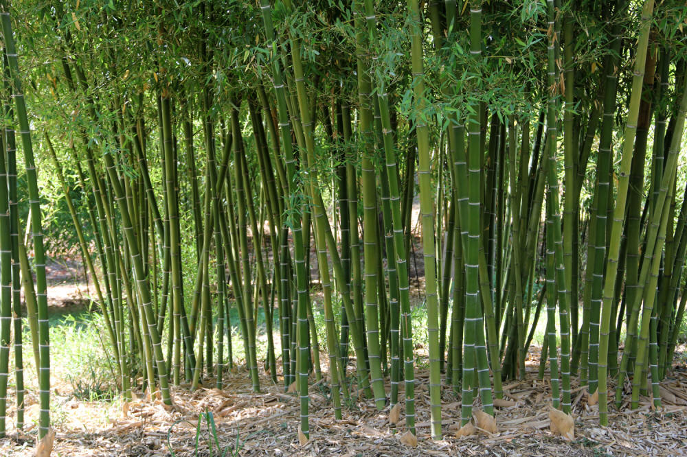 Phyllostachys parvifolia | Bamboo Garden