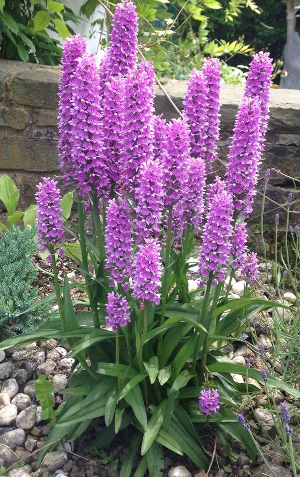 Dactylorhiza orchids: largely unknown domestic orchids