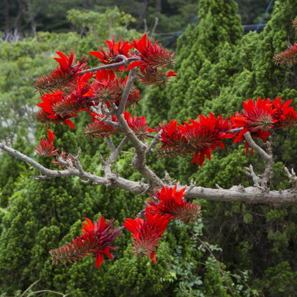 Indian coral tree (Erythrina variegata) Flower, Leaf, Care, Uses -  PictureThis