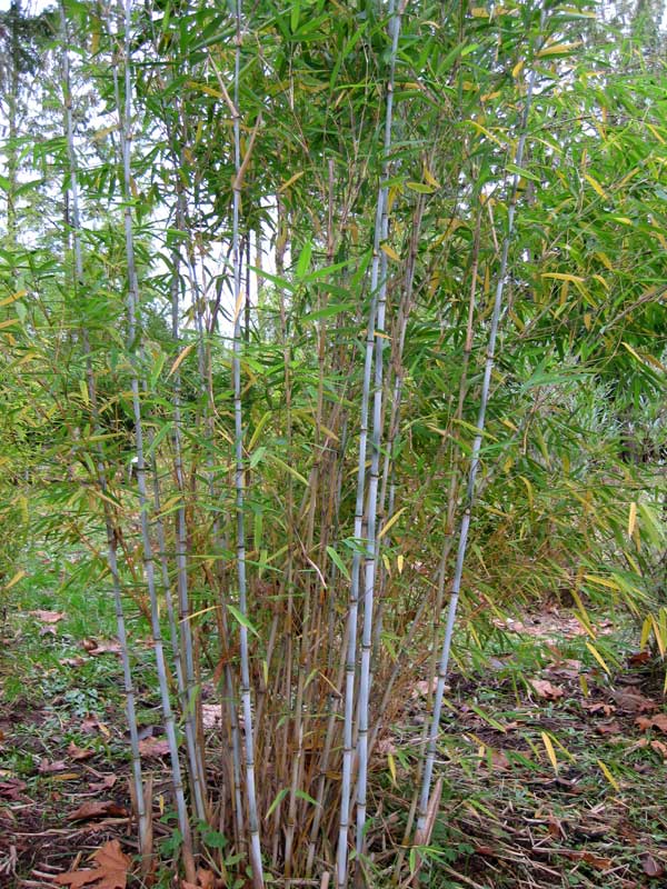 Borinda albocerea | Bamboo Garden
