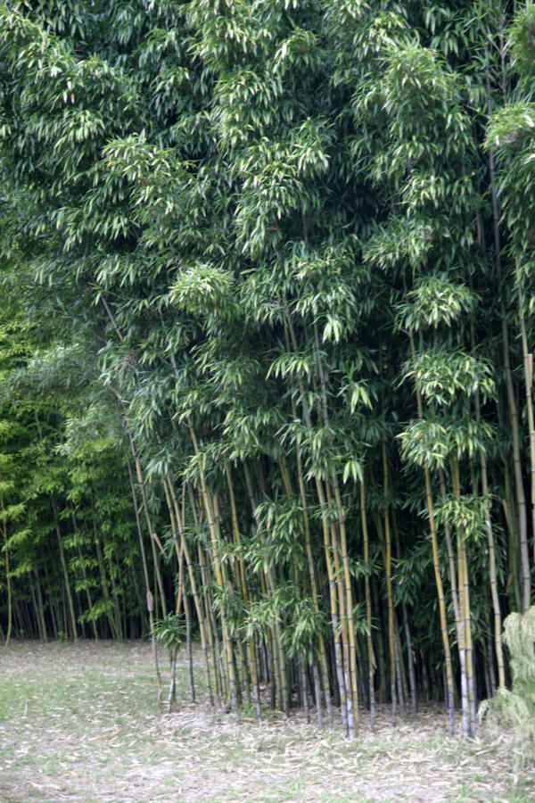 Bashania fargesii Wind Break Bamboo | Bamboo Garden