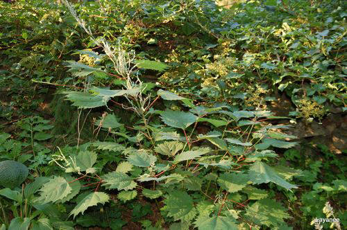 Ledge and Gardens: Bush Hemp - Boehmeria platanifolia