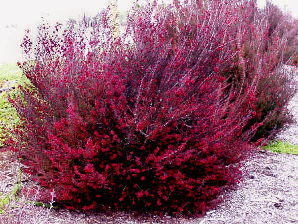 Manuka WINTER CHEER Leptospermum scoparium zw. Drzewko herbaciane C3/30cm  *T30 | Future Gardens