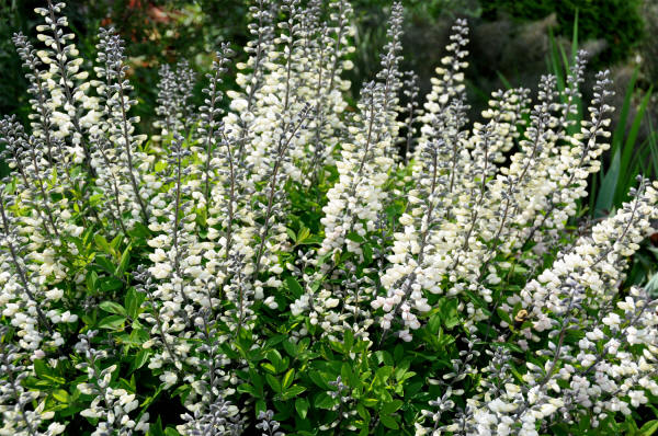 May Plant of the Month: Baptisia (False Indigo) | UT Gardens - The State  Botanical Garden of Tennessee