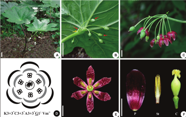 Dysosma versipellis (Hance) M. Cheng ex Ying. (A) The plant's habit in... |  Download Scientific Diagram