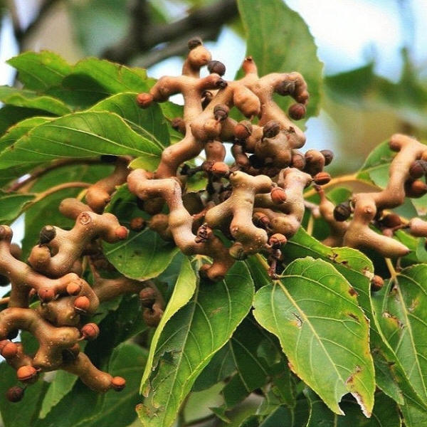 Hovenia dulcis (Japanese Raisin Tree) – Pikirangi
