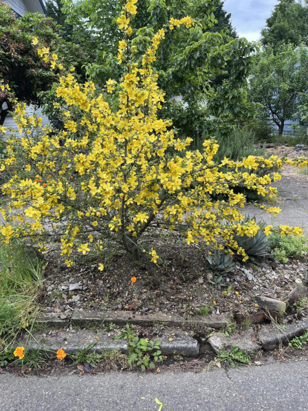 Fremontodendron x 'California Glory' - Xera Plants