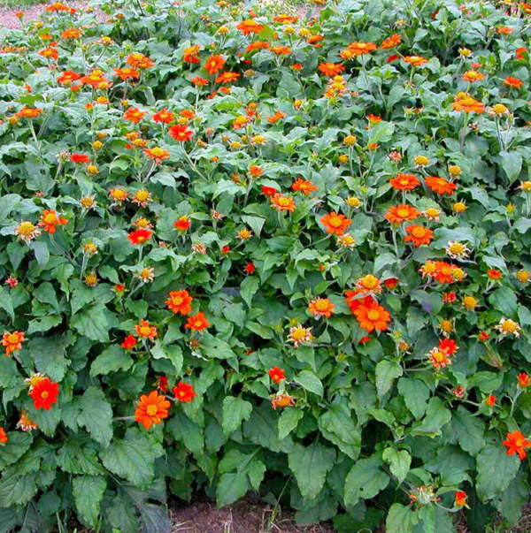 Sunflower Organic Seed / Tithonia (Mexican Sunflower) – DIG + CO.