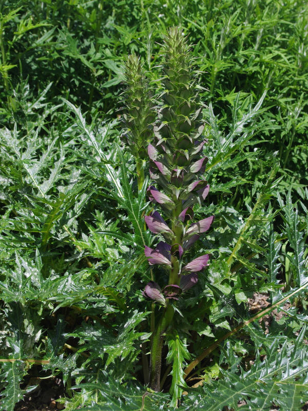 Acanthus | Acanthus spinosus - The Beth Chatto Gardens