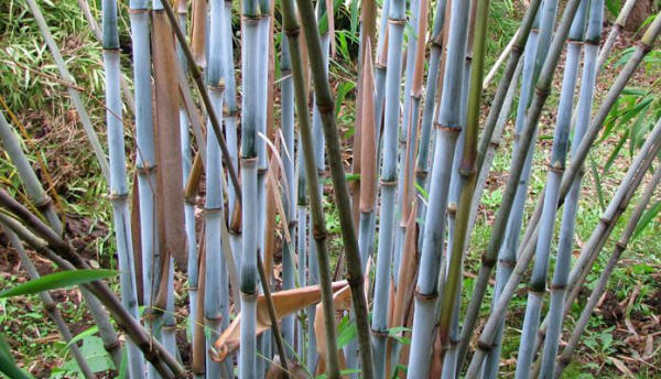 Fargesia (Borinda) papyrifera  http://www.rattangardenfurniture.co.uk/blog/wp-content/uploads/2013/05/ Borinda-p… | Bamboo plants, Non invasive bamboo, Growing bamboo