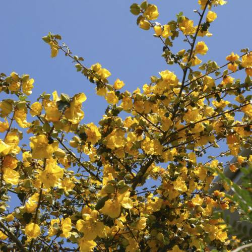 Flannel Bush 'California Glory' : buy Flannel Bush 'California Glory' /  Fremontodendron californicum 'California Glory'