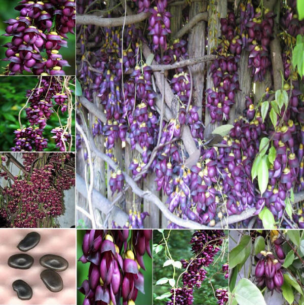 Extremely Rare Amazing Climber Vine * Mucuna Sempervirens * 1 Large Fr –  IDSeeds Farm