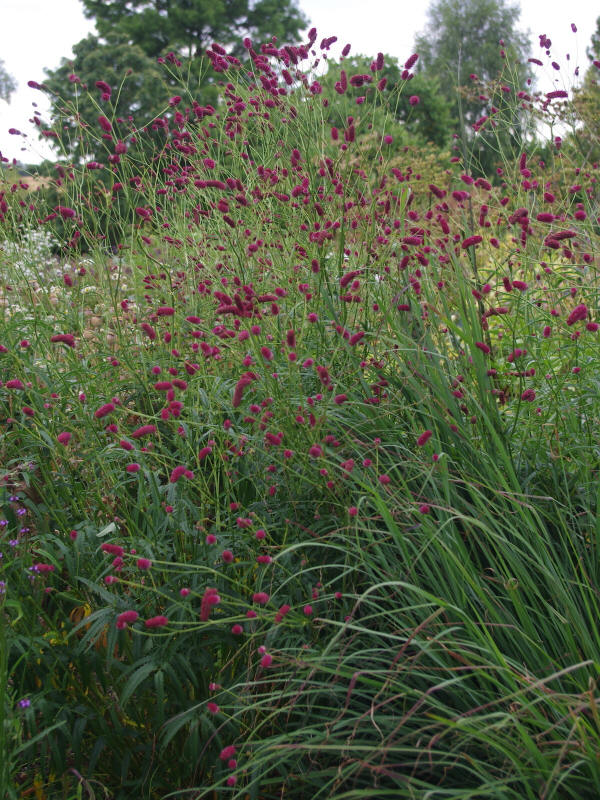 Sanguisorba tenuifolia - Beth Chatto's Plants & Gardens