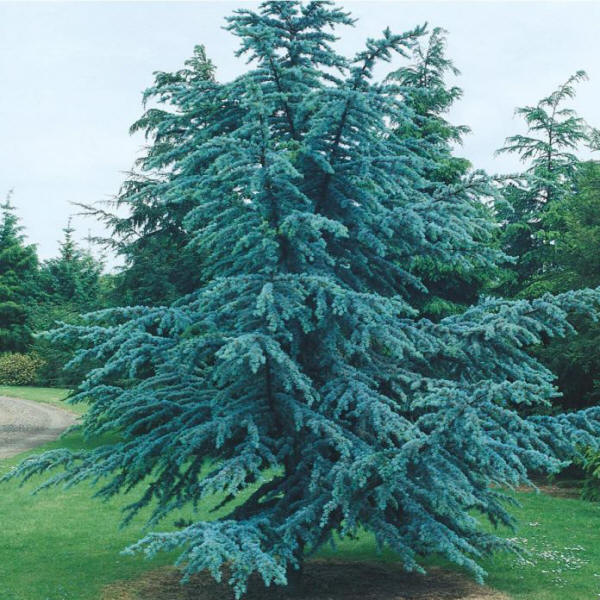 Cedrus atlantica - Northern Irelands Specialist Tree Nursery