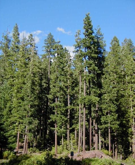 Doug Firs in Oregon! | Trees to plant, Tree forest, Native plants