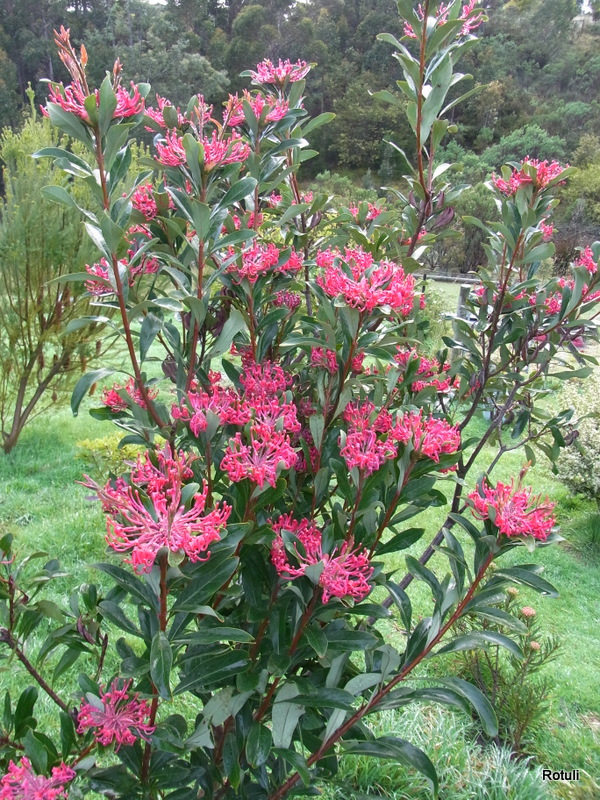 Telopea oreades | Telopea oreades flowering in our garden. | Rotuli | Flickr