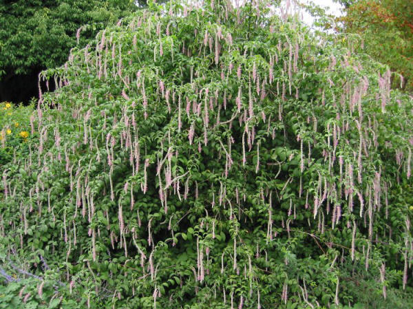 Asian Garden: - Rostrinucula dependens DJHC.0664B | UBC Botanical Garden  Forums