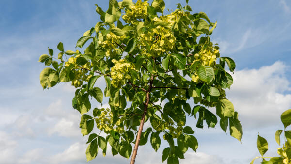 Ptelea trifoliata | TreeEbb | Online tree-finding tool | Ebben Nurseries