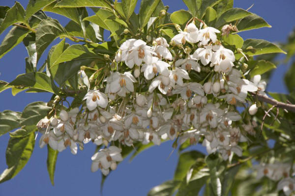 RP Seeds : Styrax japonica (Japanese Snowbell) 10 seeds £2.20
