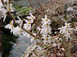 Abeliophyllum distichum-shrub-korea-fragrant Z5.jpg (57671 bytes)