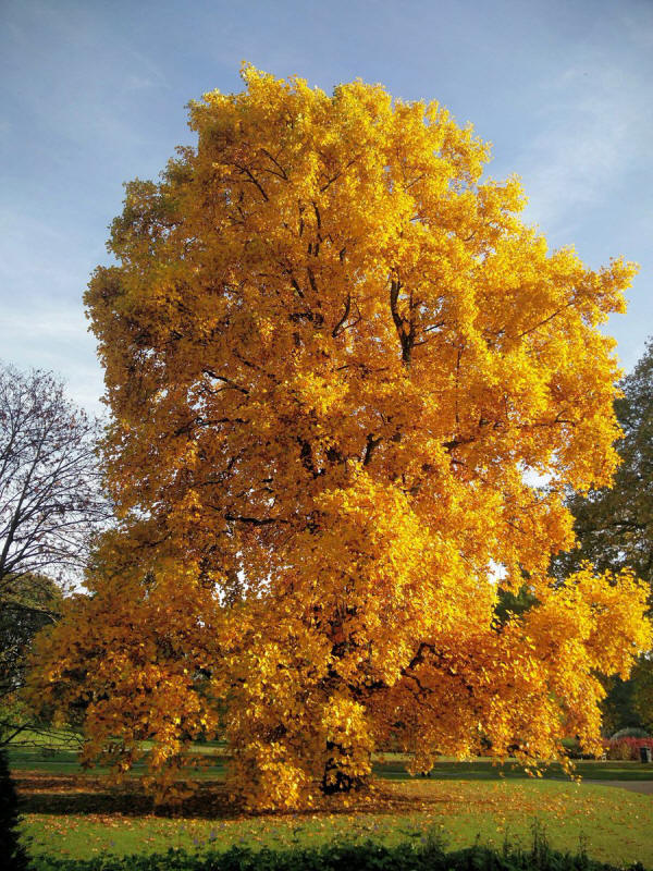 Kew Gardens on Twitter: "This beautiful autumn display is provided by  Liriodendron tulipifera, commonly called the tulip tree. See it by the  Broad Walk #kewcolour… https://t.co/9qGQb9Z58I"
