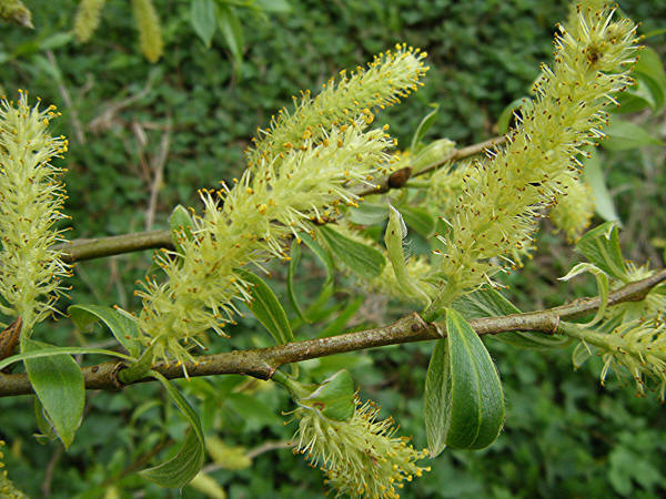 Hybrid Crack-willow | NatureSpot
