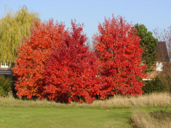 Acer rubrum 'October Glory' | Van den Berk Plantskolor