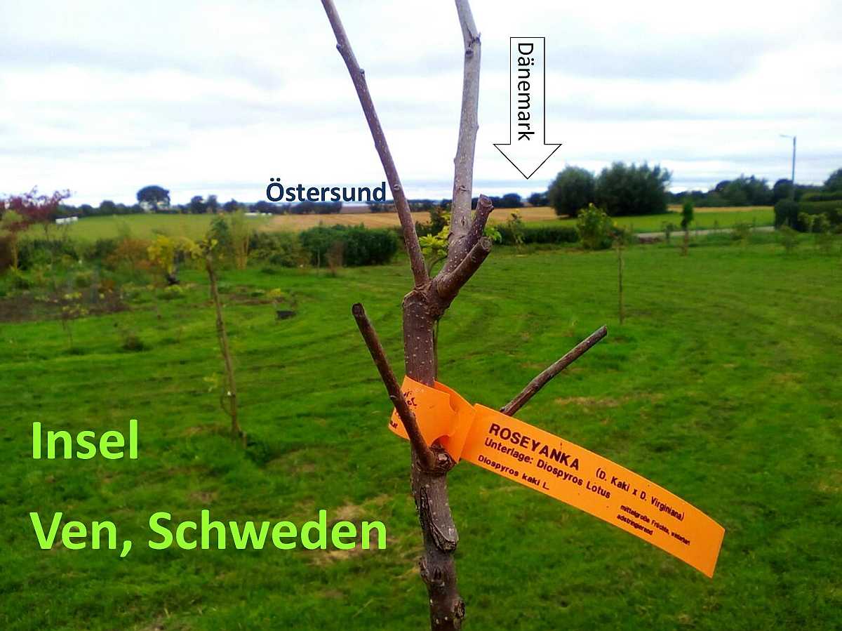 Baum Und Rebschule Schreiber