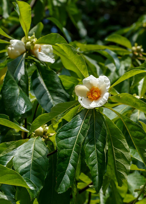 Franklinia alatamaha (Franklin tree), flower and foliage | Flickr