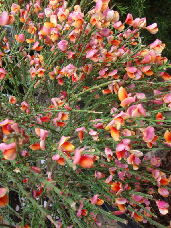Photo of the bloom of Scotch Broom (Cytisus scoparius 'Burkwoodii') posted  by Paul2032 - Garden.org