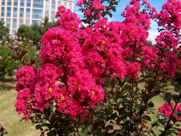 Amazon.com : Large HOT Pink Crape Myrtle, 2-4ft Tall When Shipped, Matures  8ft, 1 Tree, Bright HOT Pink Flowers, (Shipped Well Rooted in Pots with  Soil) : Garden & Outdoor