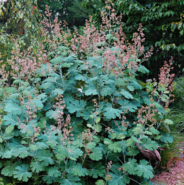 Macleaya microcarpa - Lambley Nursery