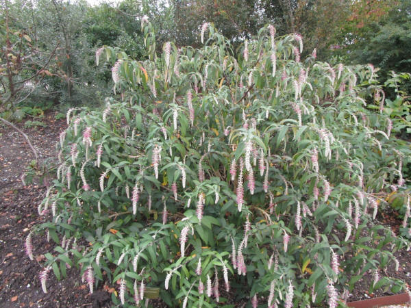 Rostrinucula dependens | QJURE.com